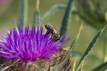 bee on flower / thistle plant
