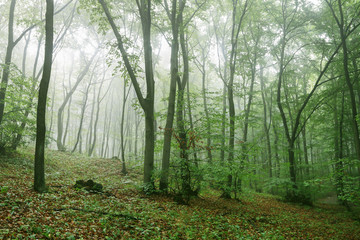 Morning in misty summer forest.