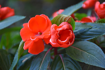 Fototapeta na wymiar Close-up of garden flower