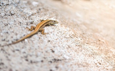 Skinny little lizard on the rock soft focus