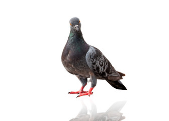 Pigeon bird isolate a white background, with clipping path
