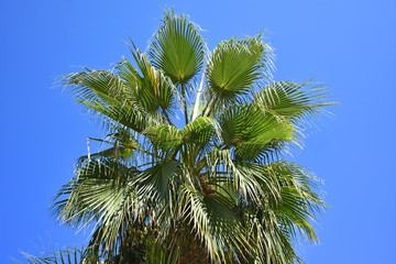 Large palm plant.