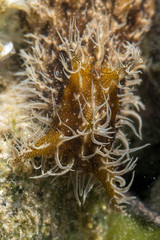 Naklejka na ściany i meble Mediterranean nudibranch Greece.Close up