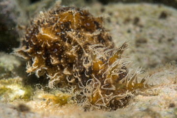 Mediterranean nudibranch Greece.Close up