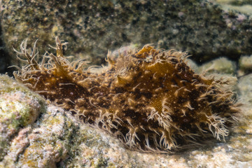 Fototapeta na wymiar Mediterranean nudibranch Greece.Close up
