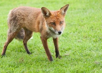 Red fox starving and looking for food in the park.