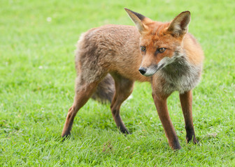 Close up footage of a Red fox with green grass as background