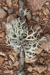 Lichen sur une branche