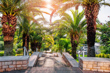 Fototapeta na wymiar Alley of palm trees with a large stone staircase leading to the sea.