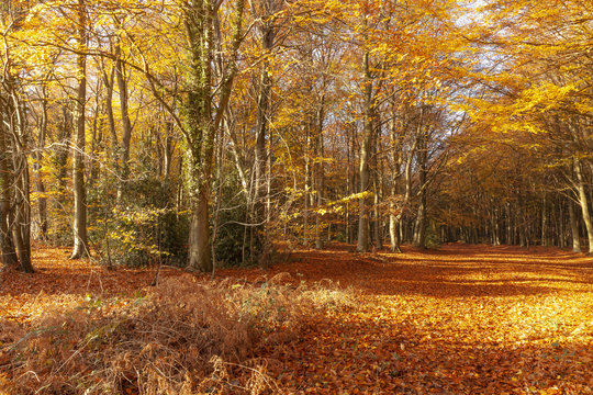 Autumn woodland trees in amazing colour
