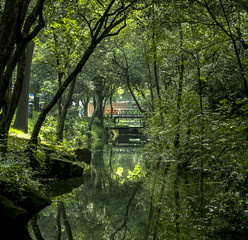 BOSQUE CHAPULTEPEC