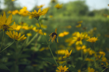 Sunflowers in a sunny summer midwest prairie