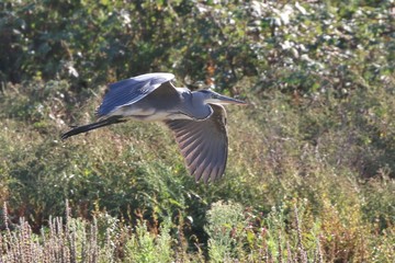 Grey Heron in flight