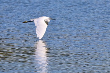 Little Egret in flight