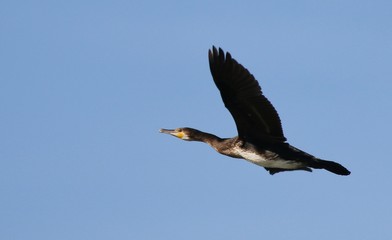 Common Cormorant in flight
