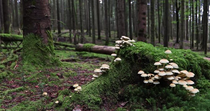 Yellow White Mushrooms On Green Mossy Forest Floor. Dolly Slider Equipment Used.