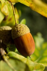 Acorn and leaves of oak, spring and autumn background. © venars.original