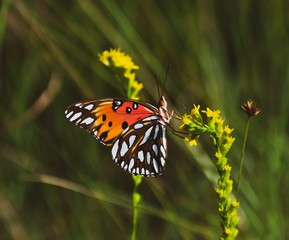 Bold Colored Butterfly