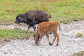 Bison of Yellowstone