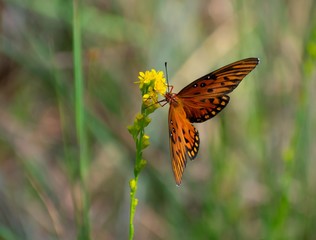Butterfly in Flower Field