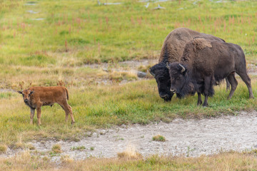 Bison of Yellowstone