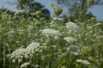 Queen Anne's Lace in a sunny summer midwest prairie meadow