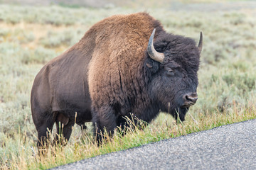 Bison of Yellowstone
