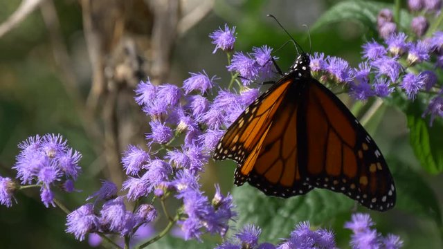 Monarch butterfly on a purple flower2 4K
