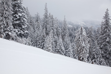 winter background of snow covered fir trees in the mountains