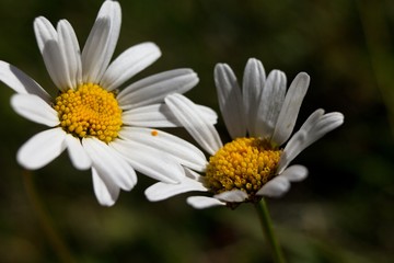 Daisy, white summer wildflowers in the background.