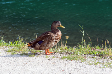 Fototapeta premium wild duck on the shore of the lake