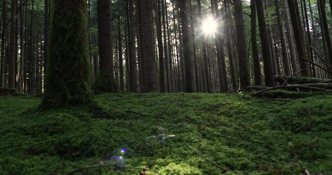 Sunlight rays through mossy trees in forest landscape. Dolly slider equipment used.