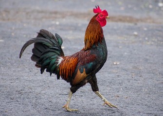 Key West Rooster