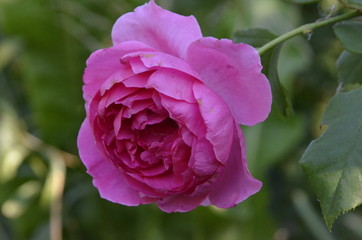 Roses of different colors on a Sunny summer day