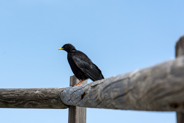 black bird sitting on a wooden fence