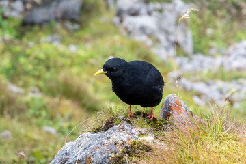 black bird sitting on a rock
