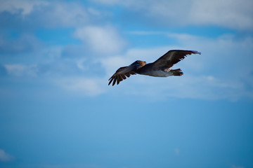 Flying Brown Pelican