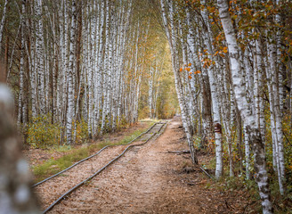 Obraz premium Narrow gauge railway leading through a forest. Narrow railroad riding through colorful birch alley in autumn colors. Authentic Soviet time train with impressive locomotive. 