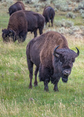 Bison In Yellowstone