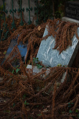 Brown Fern growing over abandoned Tombstones on a Cemetery