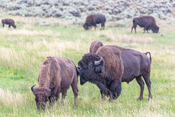 Bison In Yellowstone