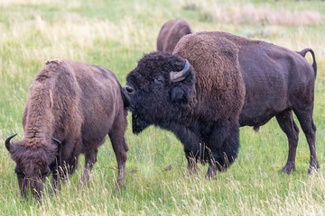 Bison In Yellowstone