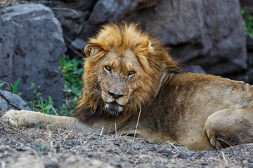 Obraz premium Dominant male lion in Sabi Sands Game Reserve in South Africa