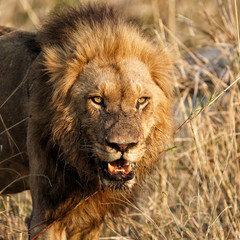 Dominant male lion in Sabi Sands Game Reserve in South Africa