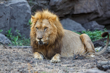Fototapeta na wymiar Dominant male lion in Sabi Sands Game Reserve in South Africa
