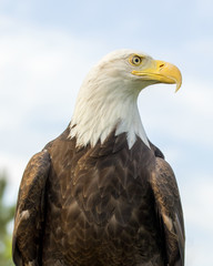 Bald Eagle Portrait