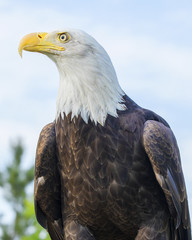 Bald Eagle Portrait
