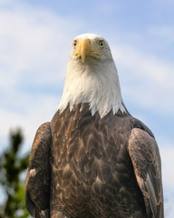 Bald Eagle Portrait