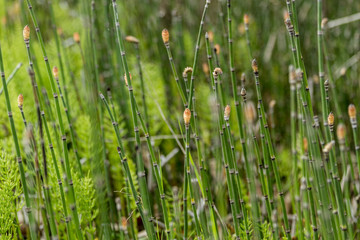 Horsetail