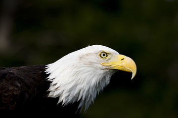 Bald Eagle Portrait